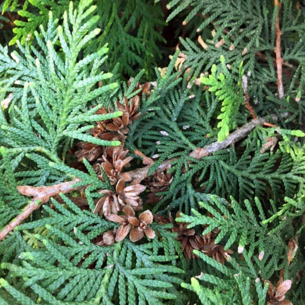 Knospen an Ihre Thuja Smaragd oder Brabant?