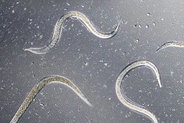 Nematoden gegen Dickmaulrüssler anwenden
