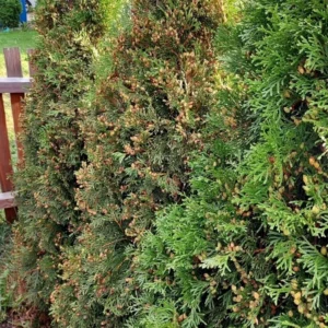 Thuja Smaragd braune Knospen/Fruchtbildung