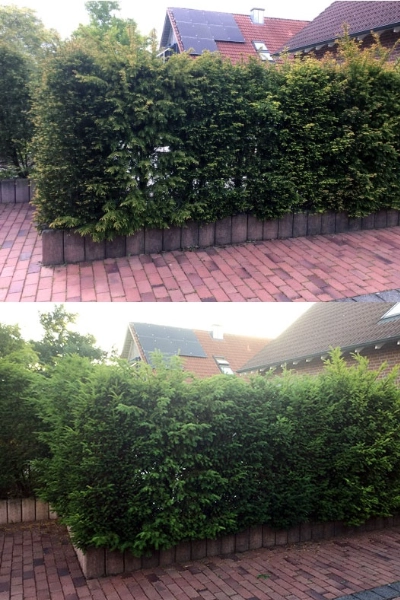 Kranke Eiben retten