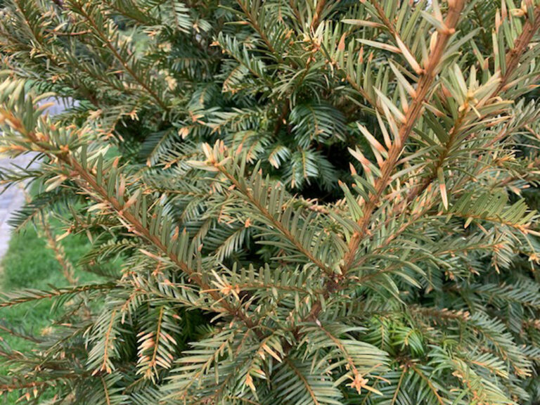 11 Krankheiten wodurch Eiben braun werden - Heckenkraft