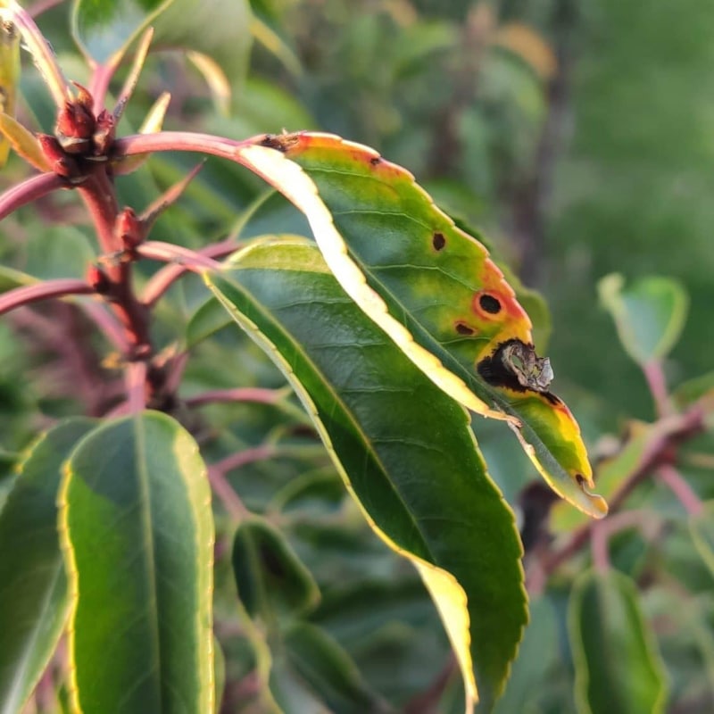 Portugiesischer Kirschlorbeer, die 5 häufigsten Krankheiten