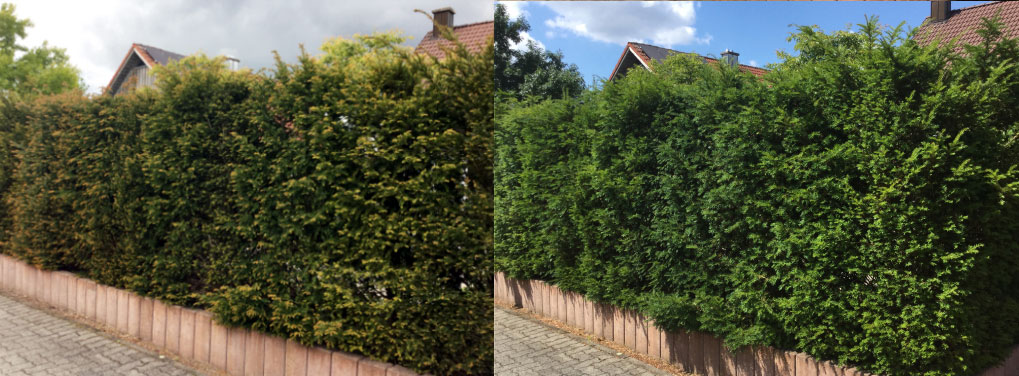 eibe düngen vor und nach Heckenkraft