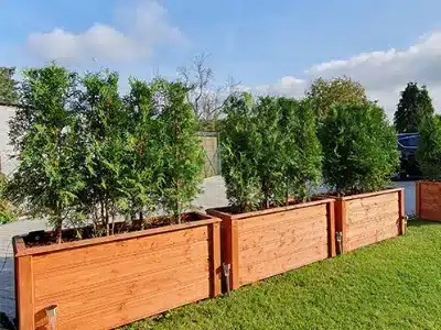 Thuja-Kuebel-Erfahrungen-Heckenkraft