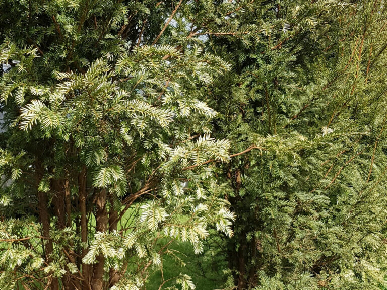 Thuja Smaragd düngen Gleichmäßig düngen ist der Weg