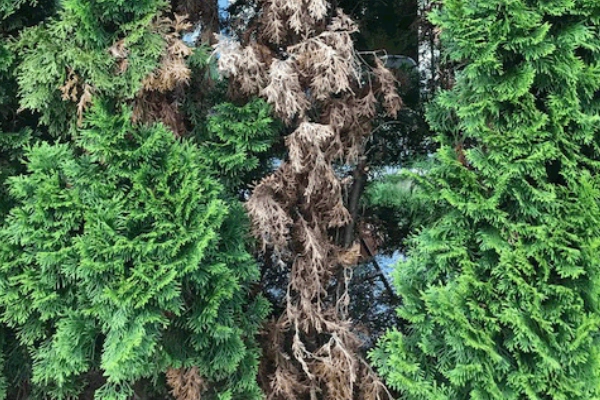 Eine Thuja 'Smaragd' Hecke mit braunen Stellen durch Trockenstress