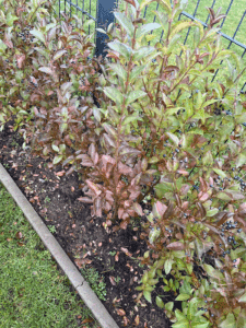 liguster-blätter-rot-braun