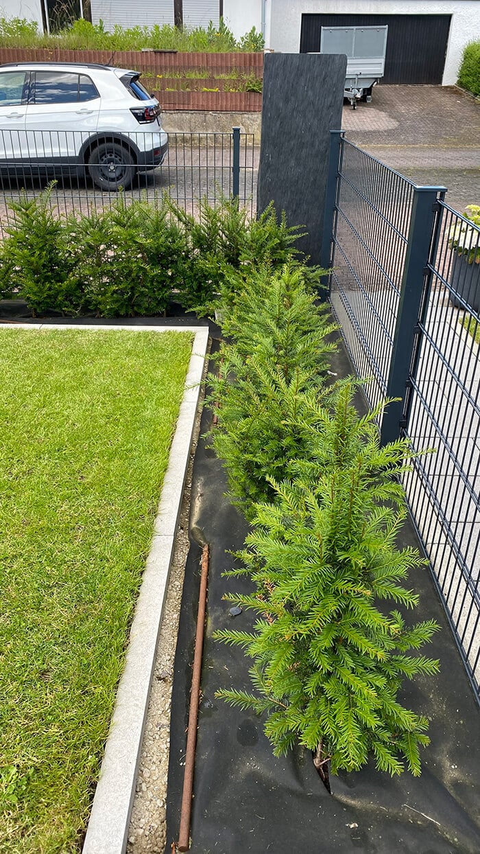 Erholte Eibenhecke nach der Düngung mit Heckenkraft Erholung und Frühlingsdünger