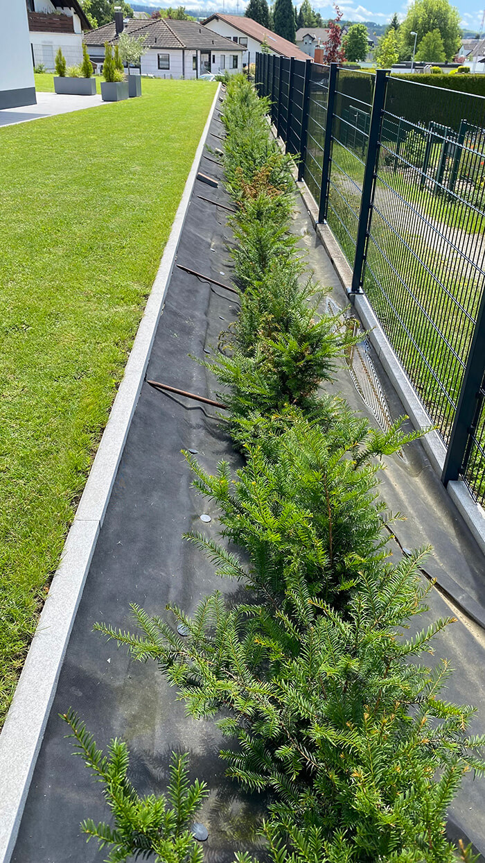 Kräftige und gesunde Eibenhecke nach der Behandlung mit Heckenkraft
