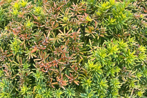 Hecke durch Hitze verbrannt, was tun?