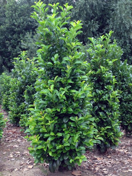 Kirschlorbeer Etna düngen