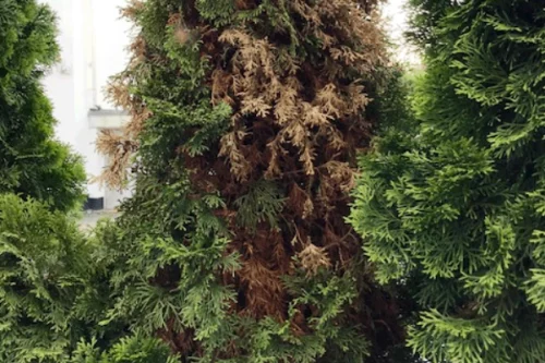 Thuja Smaragd große braune Stellen